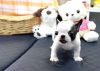 very adorable and cute french bull puppies