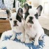 miniature french bulldog puppies available