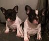 AKC FRENCH BULLDOG PUPPIES CHOCO CARRIERS