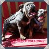French Bulldog stud services