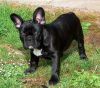 //Gorgeous and Beautiful French Bulldog Puppies available for sale////