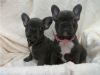 french bull dog puppies available for free adoption contact us on (24