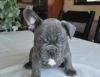 trained french bulldog available for sale $400