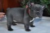 Handsome French Bulldog Puppies For Sale