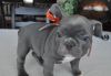 Playful Stunning Blue French Bulldog Puppies Available For Sale