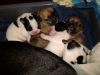 French bulldog puppies ready 4/31