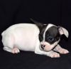 French Bulldog Puppies Ck Registered