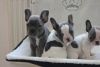 Ready To Leave Friday!! 4x Kc Reg French bulldog Puppies