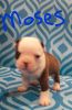 Moses blue Frenchton bulldog Puppy