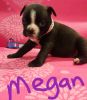 Megan female Frenchton bulldog puppy
