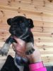 Nice and beautiful French Bulldogs for sale