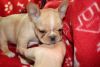 Cubby and Fawn M/F French Bulldog Puppies Ready