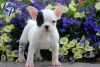 french bull dog babies for adoption