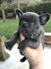 French Bulldog Puppies Ready now