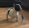 Healthy male and female French bull dog puppies for adoption