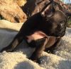 AKC quality French Bulldog Puppy for adoption
