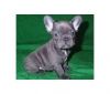HJJOP AKC registered French Bulldog Puppies .Males and Females availab
