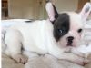 Charming female and male French Bulldog puppies, they are AKC reg, vet