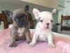 French Bulldog Puppies ready