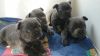 Rare French Bulldog Puppies Ready for new homes
