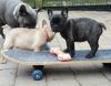 Nice French Bulldog Puppies For Sale