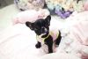 pure breed tinny tea cup french bull pups
