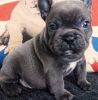 french bulldog mailly puppies