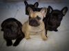 Quality Fawn French Bulldog Puppies Kc