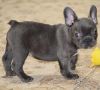 We have a very sweet and loving French Bulldog
