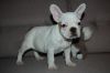 Cute French bulldog puppies now ready