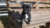 Stunning Beautiful french bulldog puppies for sale