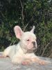 French bulldog puppies, 9 weeks old