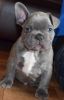 blue french bulldog puppy female ready to go - tampa