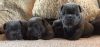 Adorable French Bulldog Puppies Wanting Best Home