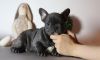 French Bulldog Puppies Serious Interest (804) xxx-xxxx)
