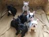 Registered French Bulldog Puppies Reduced