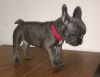 Ready Now- 8 Blue Frenchie Pups Boys/girls