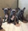 Beautiful Blue French Bulldog Puppies
