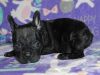 2 Girls Available Kc French Bulldogs
