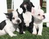 Registered French Bulldog Puppies Reduced