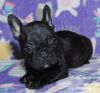 Stunning Sable Frenchies For Sale.