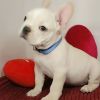 Sweet French Bulldog Puppies For Sale