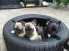 French Bulldog Puppies -