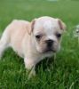 French Bulldog Puppy - Kcreg