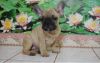 AKC French Bulldog puppies For Sale