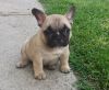 Male and female French Bulldog Puppies For Sale