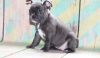 AKC quality French Bulldog Puppy for adoption!!!