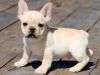 Well Socialized French Bulldog puppies For Sale