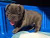 Two Top Class French bulldog Puppies Available