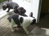 Three French Bulldog Puppies Ready For New Homes
